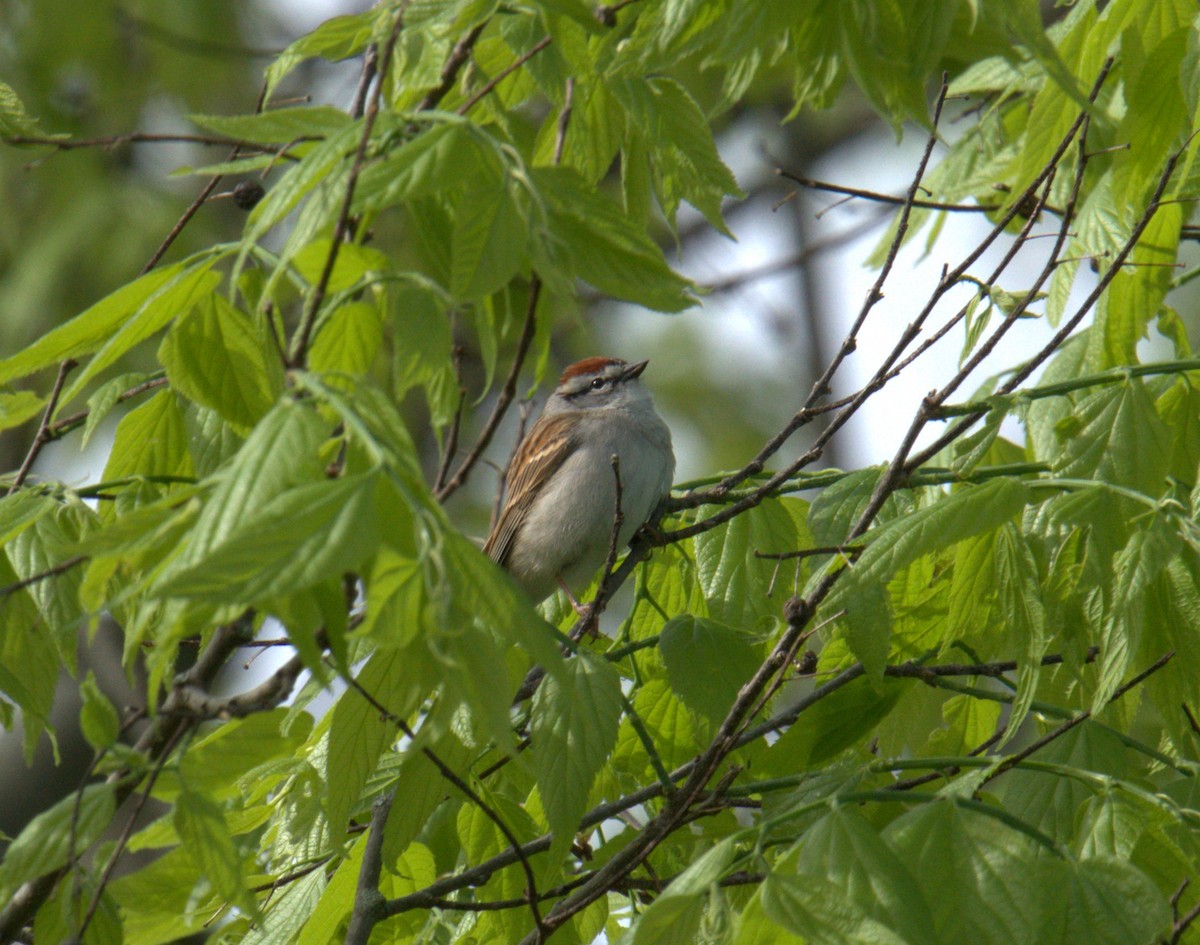Chipping Sparrow - ML561086121