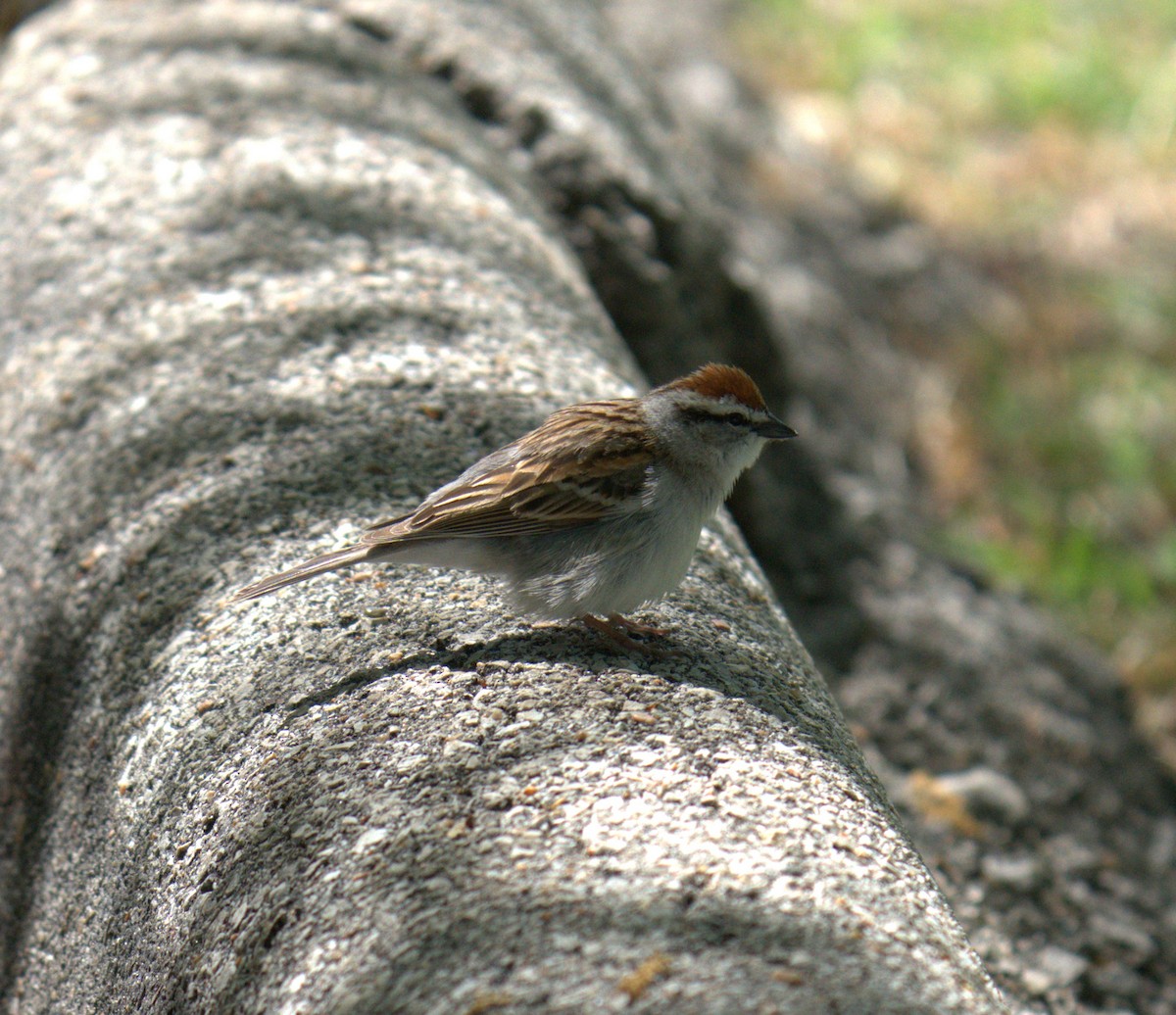 Chipping Sparrow - ML561086141