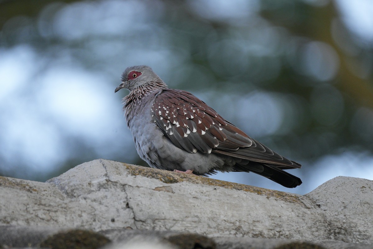 Speckled Pigeon - ML561087931