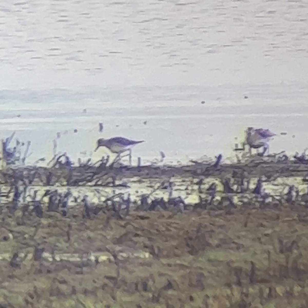 White-rumped Sandpiper - ML561088341