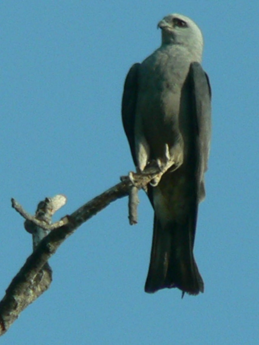 Mississippi Kite - ML561089081