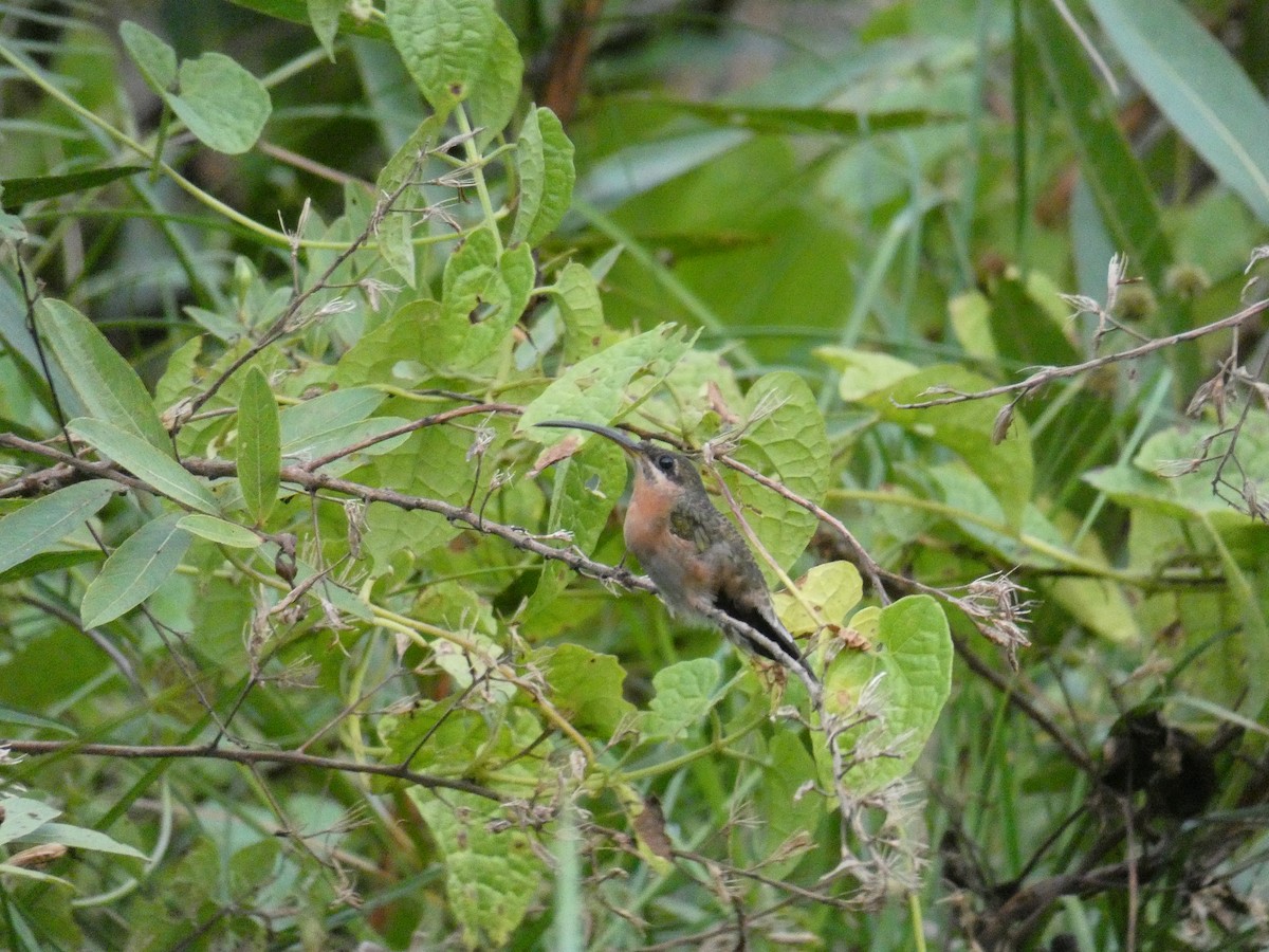 Rufous-breasted Hermit - ML561089791