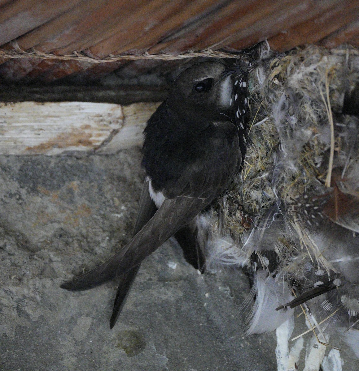 White-rumped Swift - ML561090001