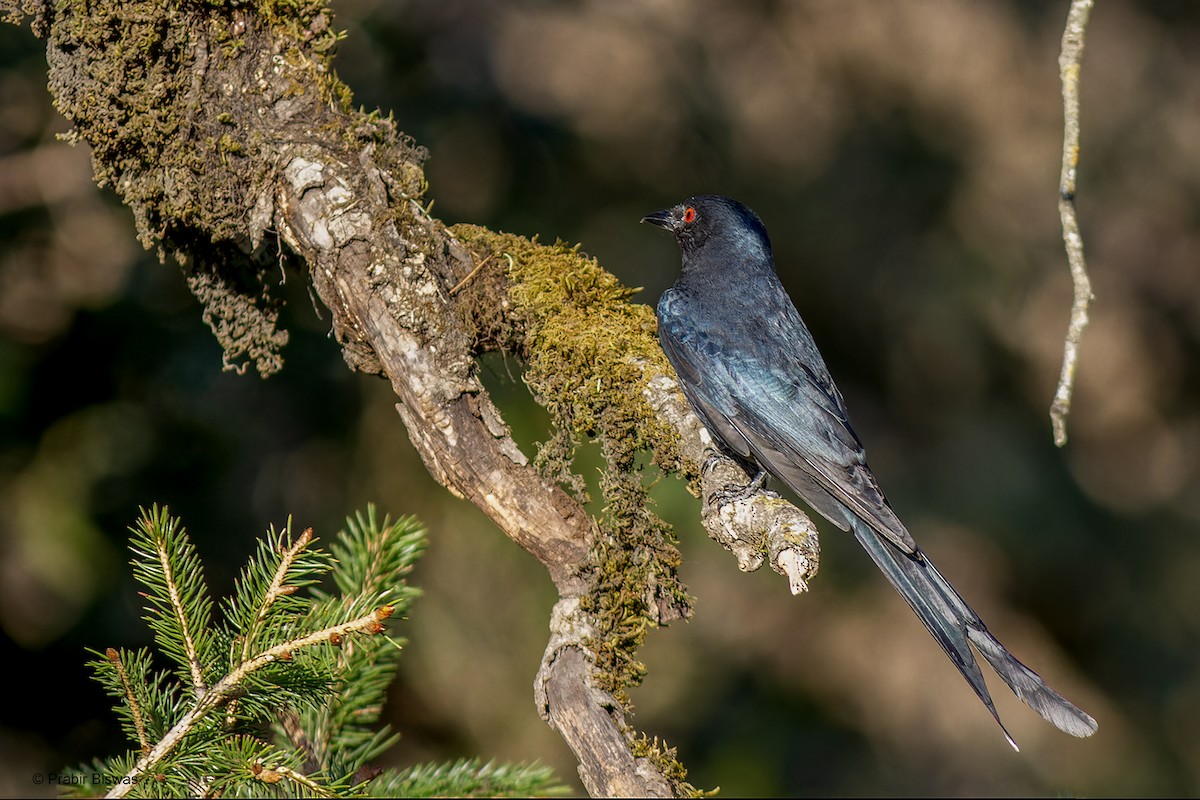 drongo kouřový - ML561090201