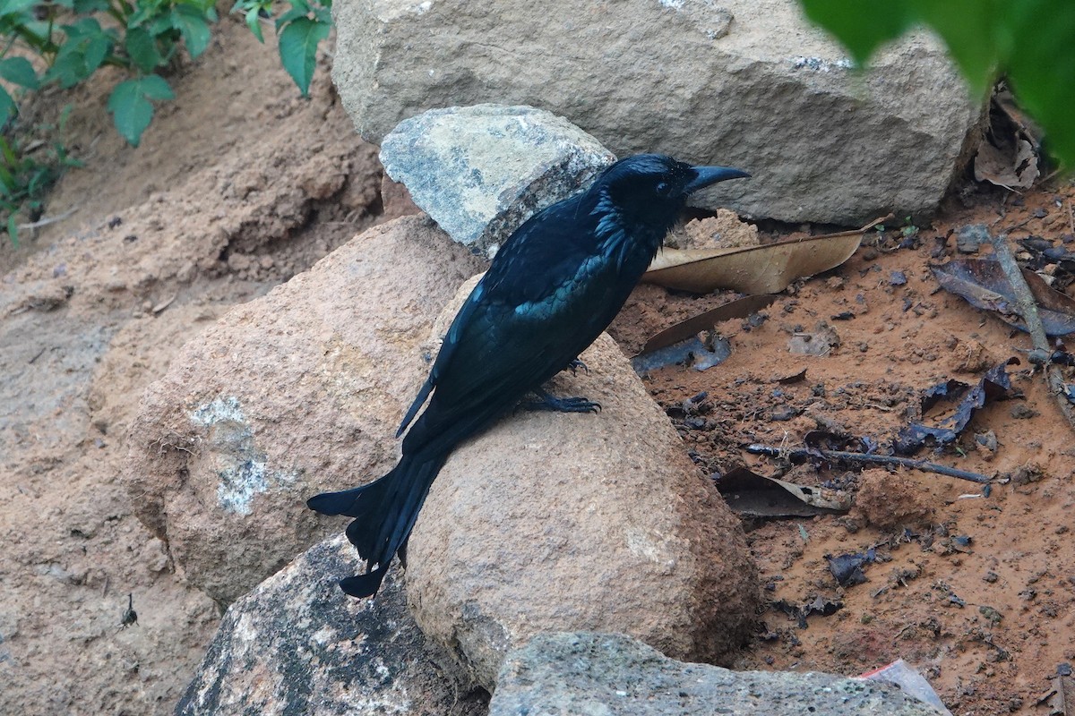 Hair-crested Drongo - ML561091341