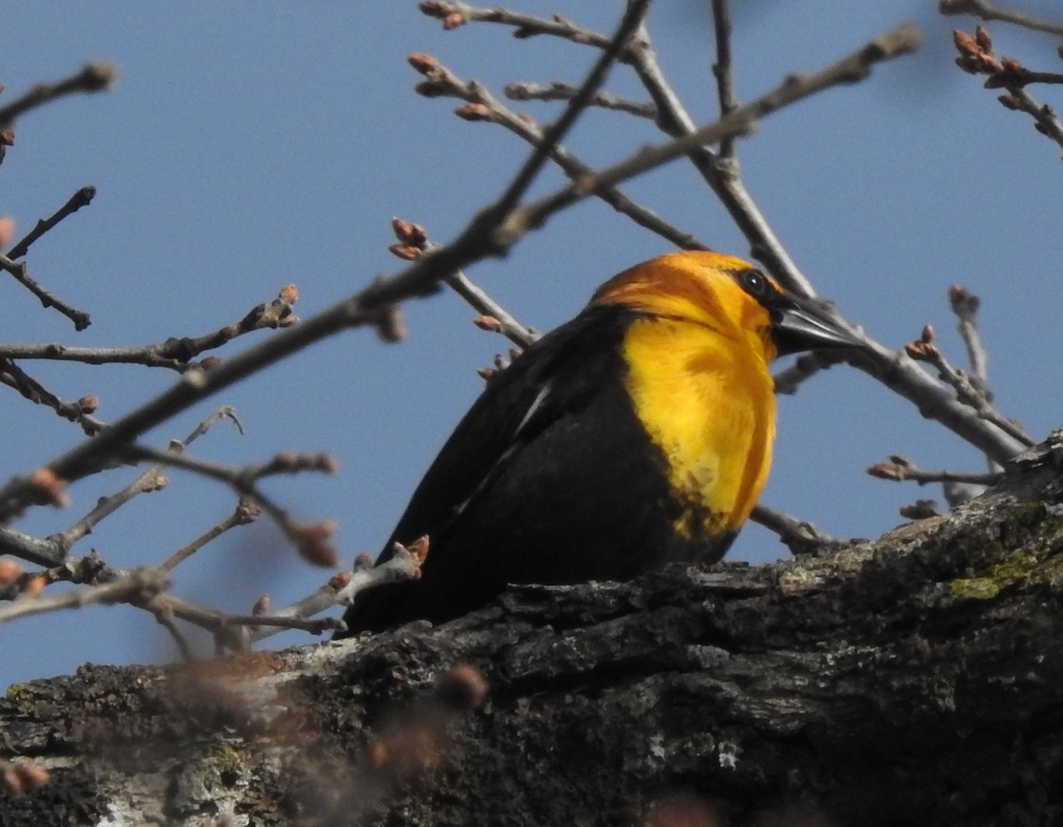 Yellow-headed Blackbird - ML561091451