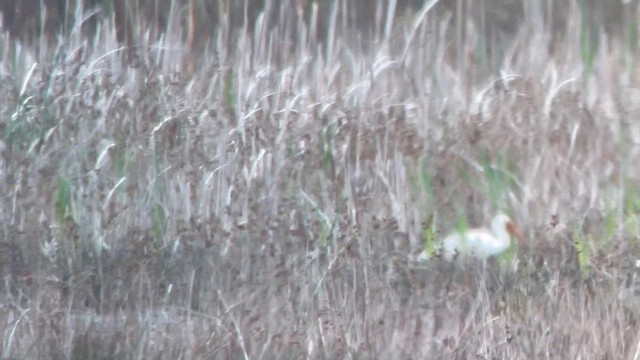 White Ibis - ML561092291