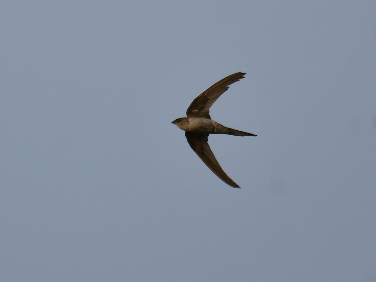 Asian Palm Swift - Ajayakumar N