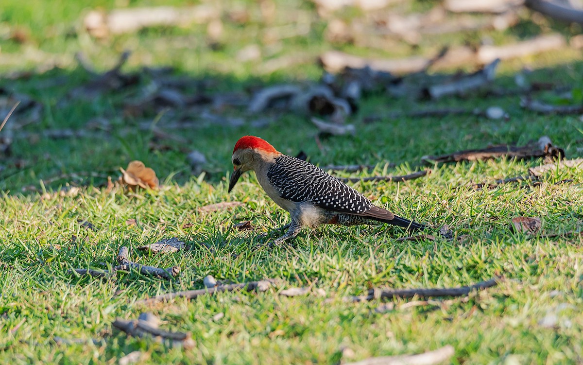 Golden-fronted Woodpecker - ML561093381