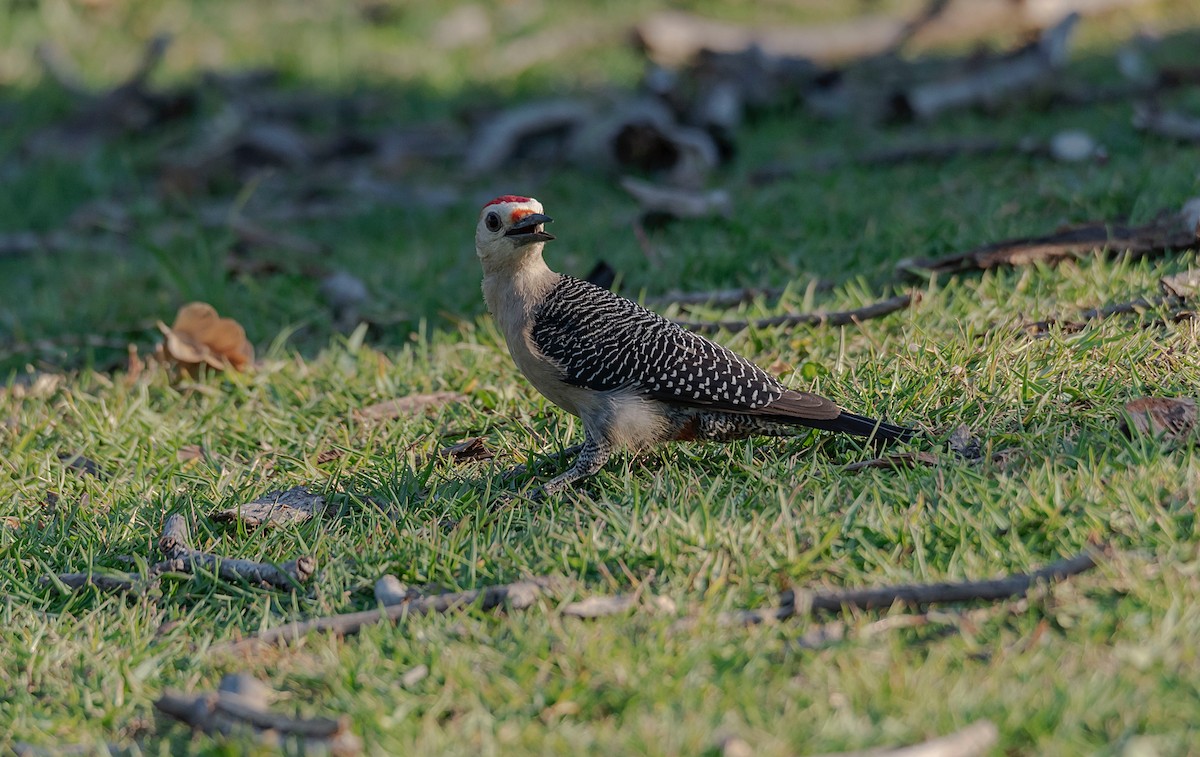 Golden-fronted Woodpecker - ML561093431