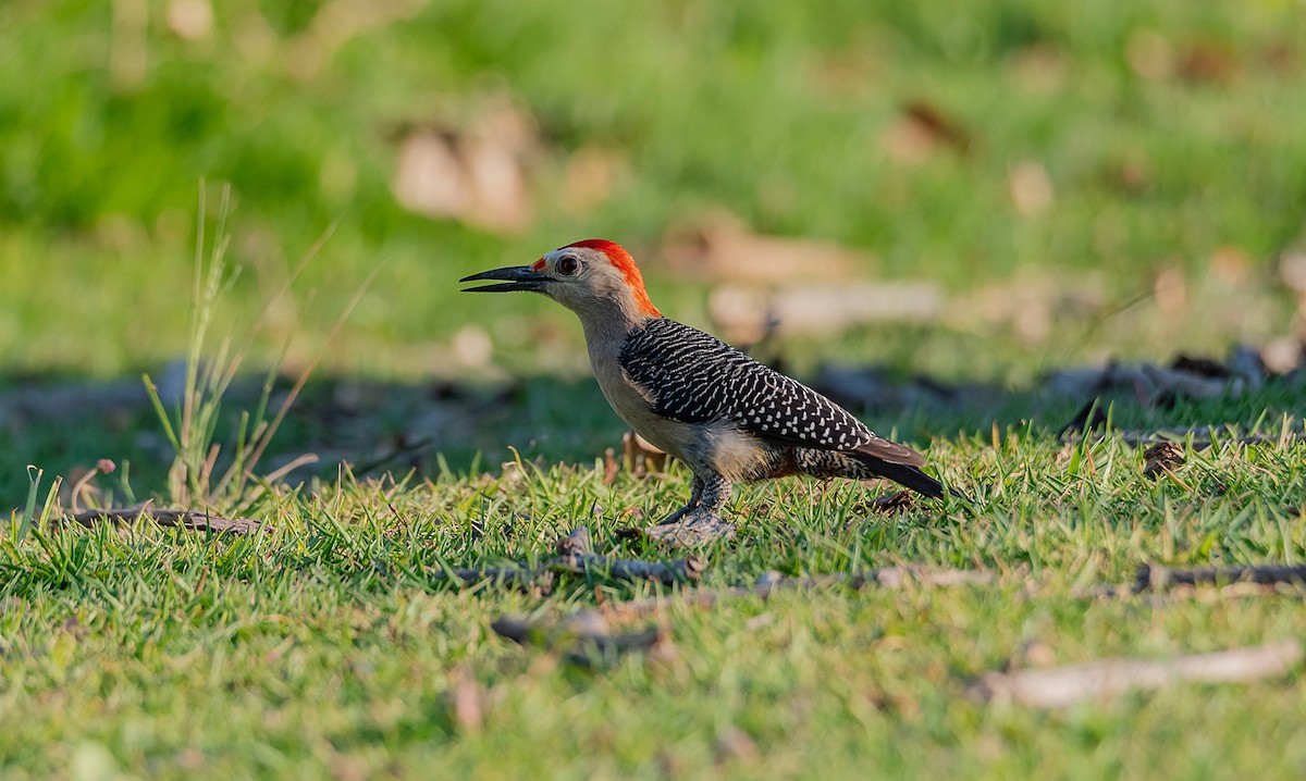 Golden-fronted Woodpecker - ML561093541