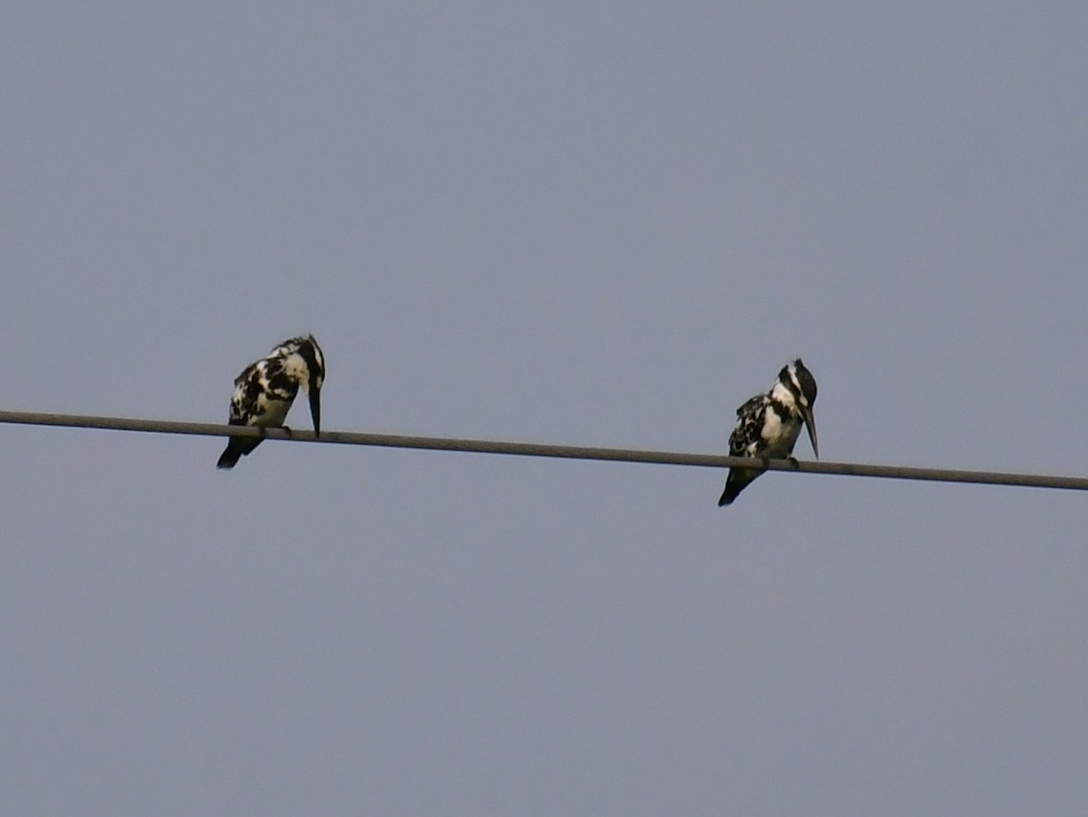 Pied Kingfisher - ML561094061