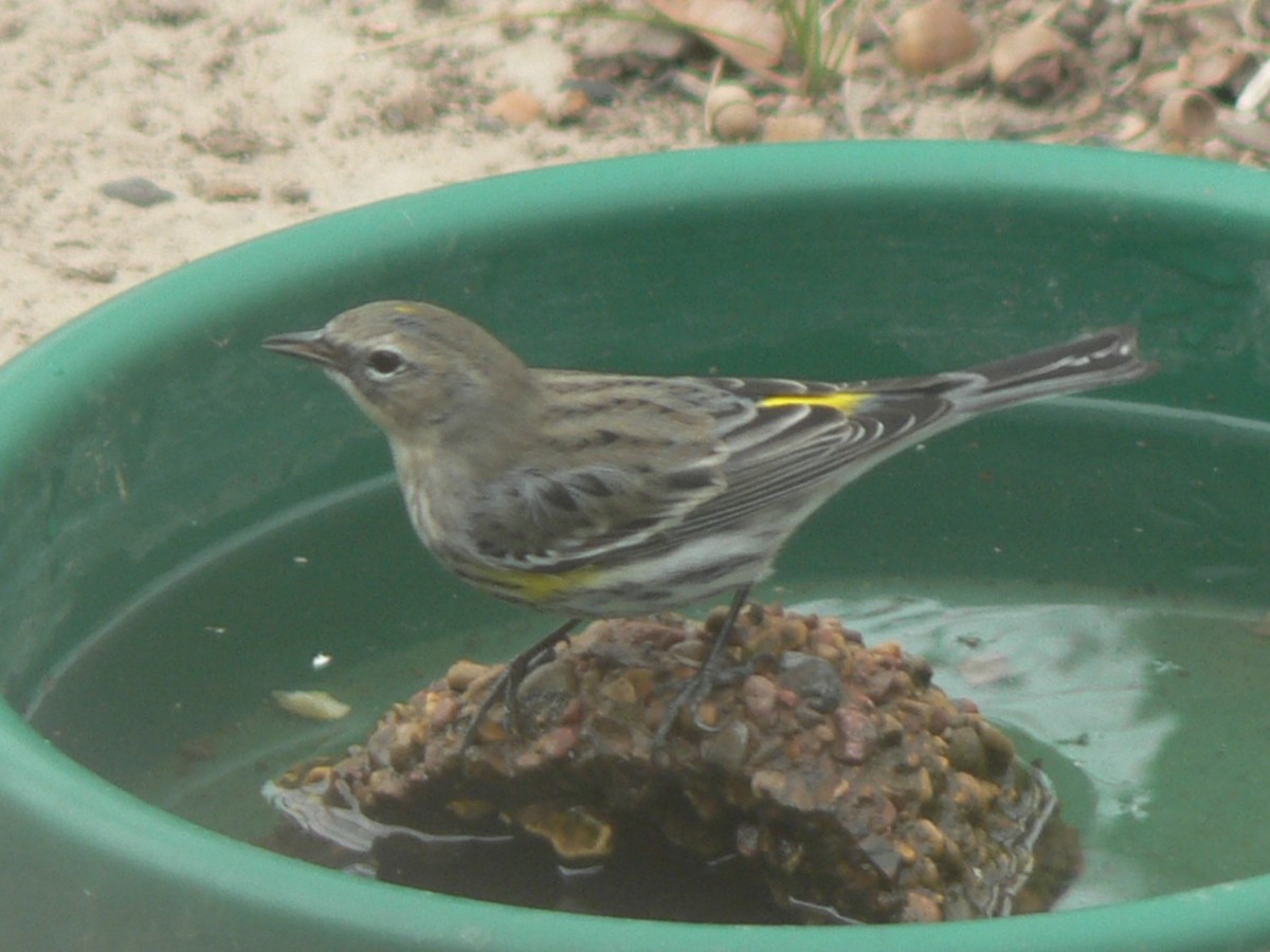 Yellow-rumped Warbler - ML561094951