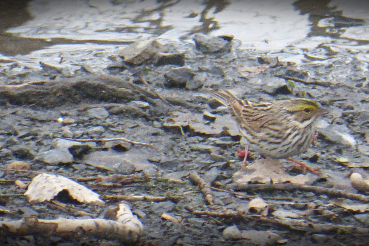 Savannah Sparrow - ML561096181