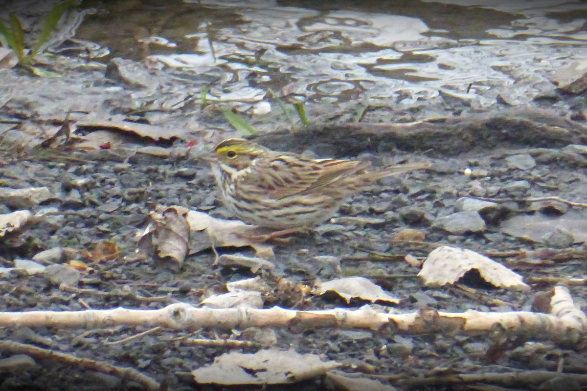 Savannah Sparrow - ML561096201