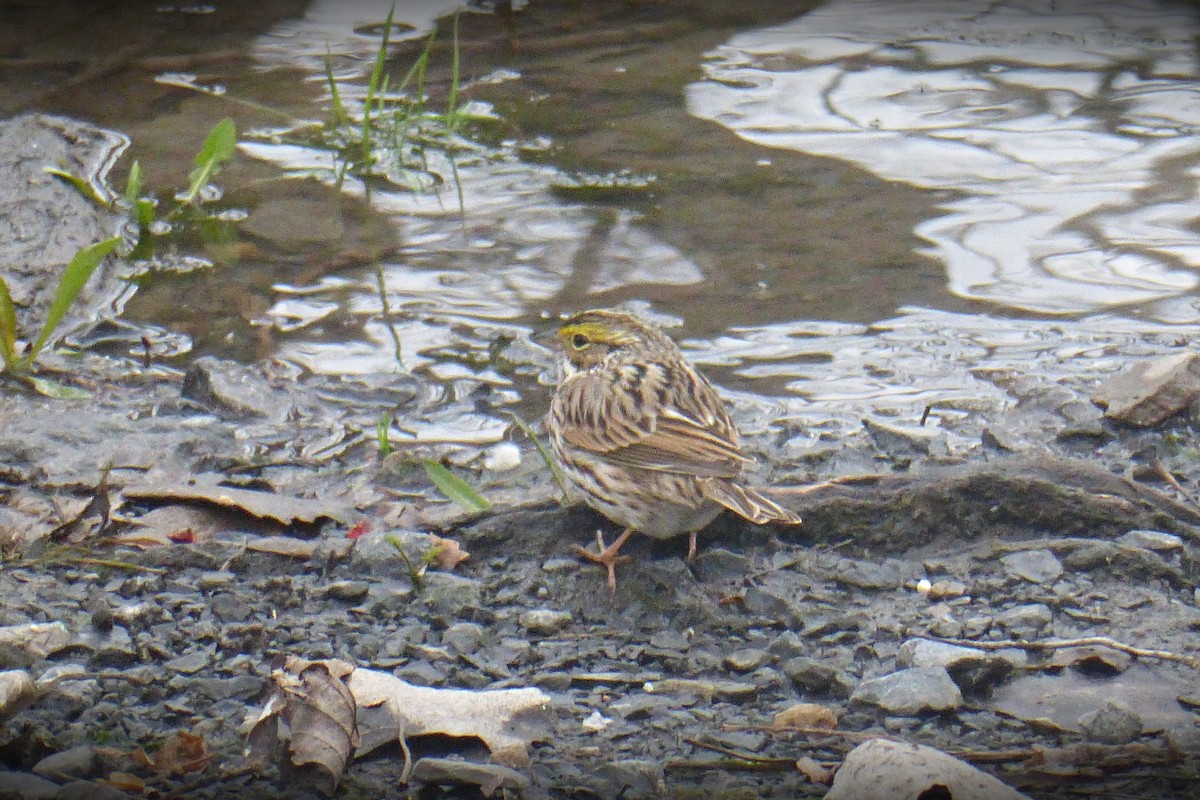 Savannah Sparrow - ML561096211