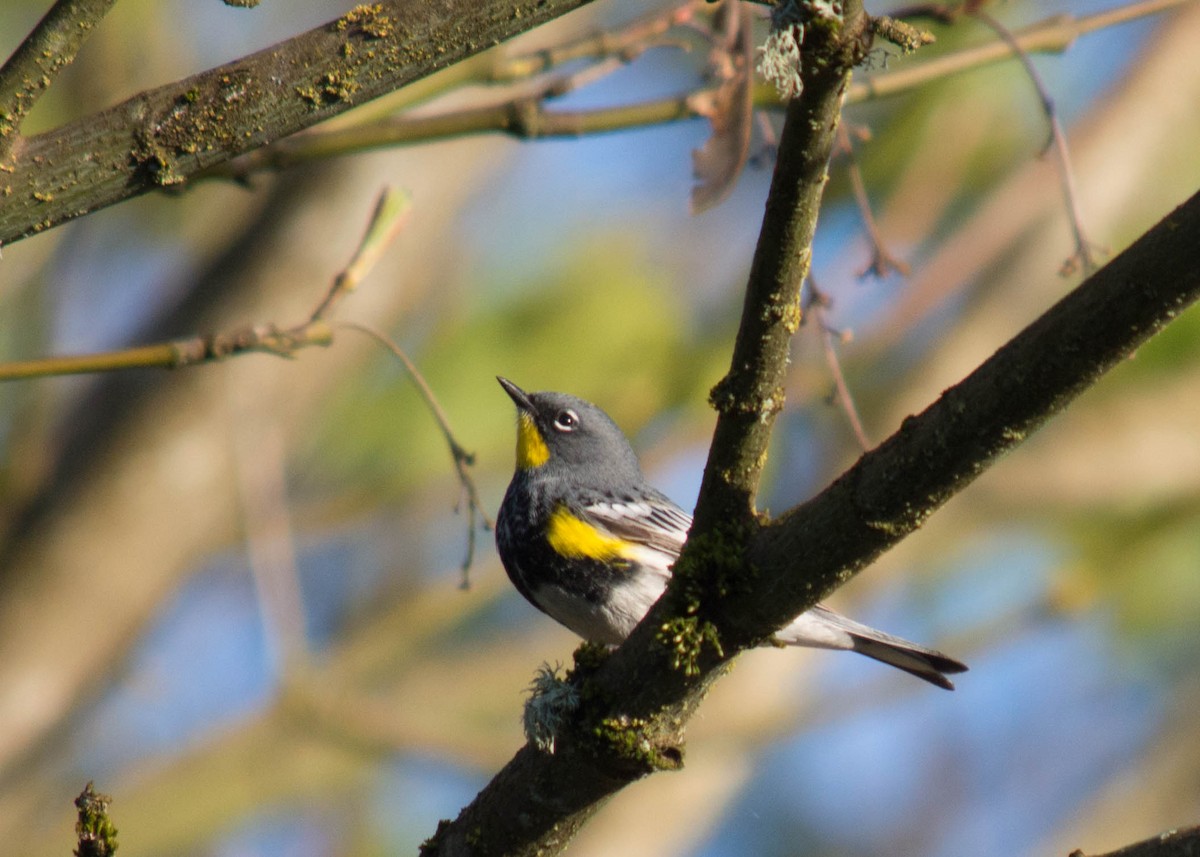 Yellow-rumped Warbler (Audubon's) - ML56109671
