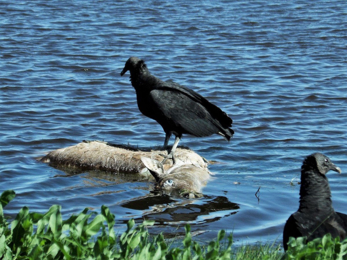 Black Vulture - ML561096791