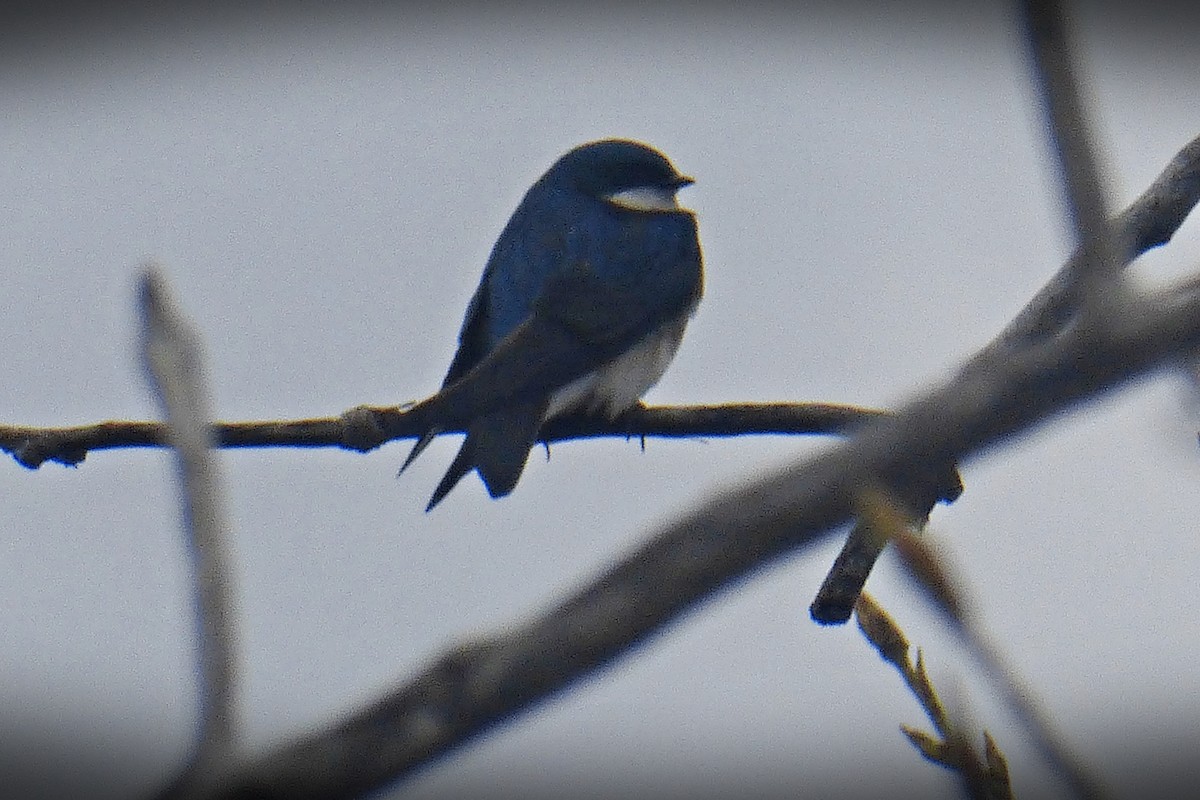 Tree Swallow - ML561096851