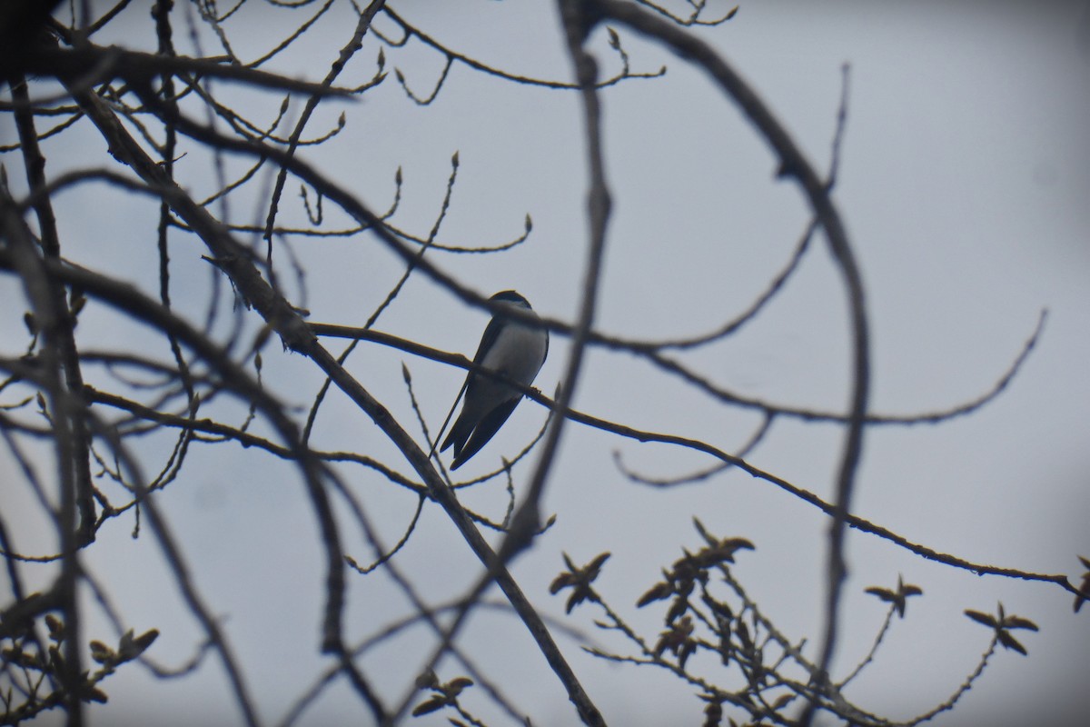 Tree Swallow - ML561096871