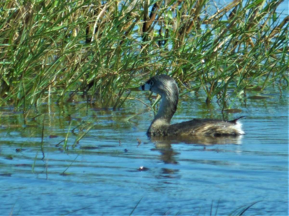 Pied-billed Grebe - ML561096901