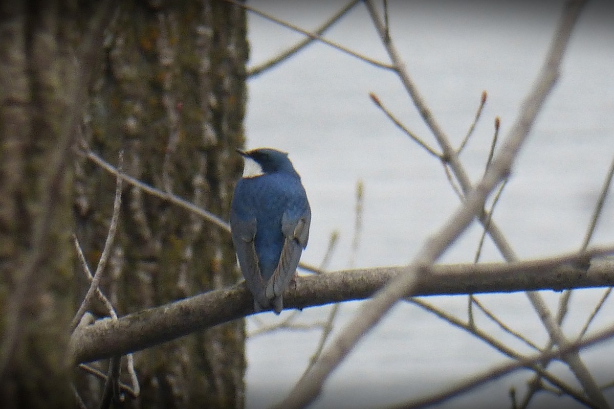 Tree Swallow - ML561097091