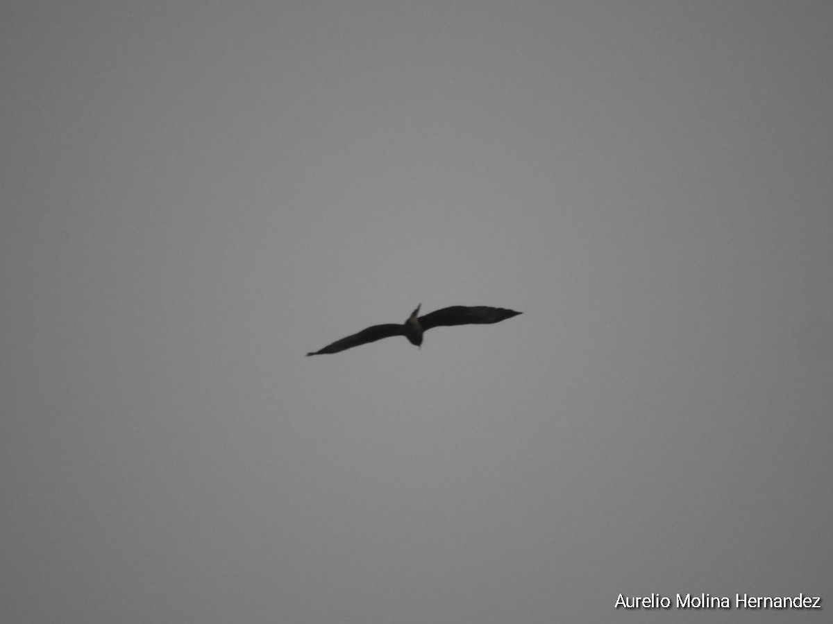 Snail Kite - Aurelio Molina Hernández