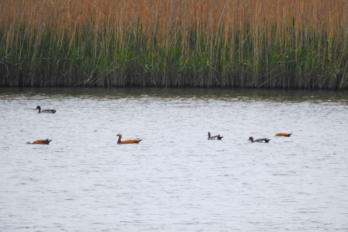 Eurasian Wigeon - ML561097401