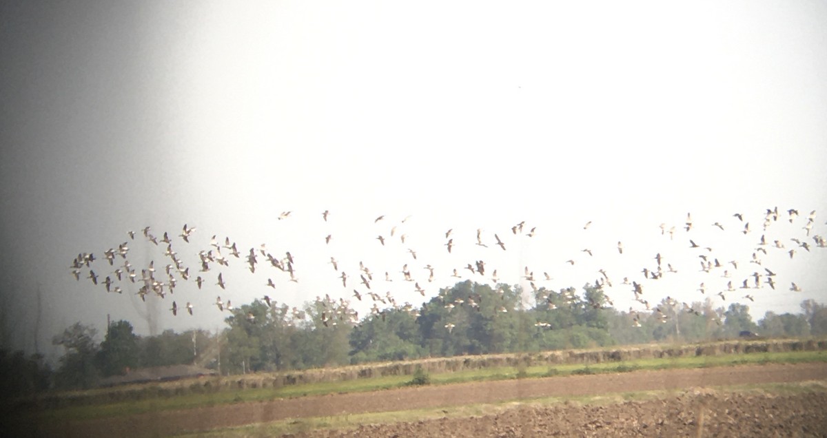 Snow Goose - ML561098741