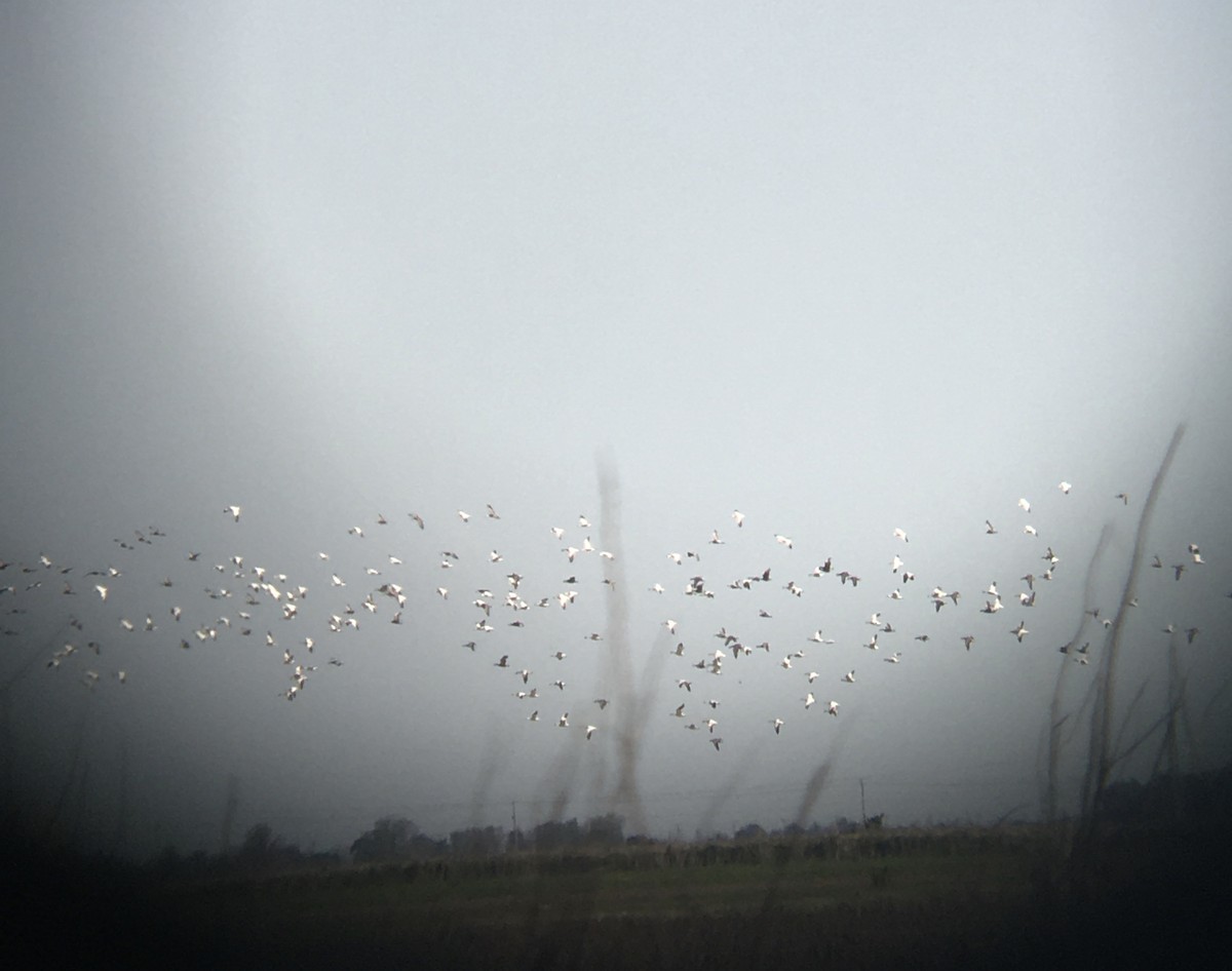 Snow Goose - ML561098751