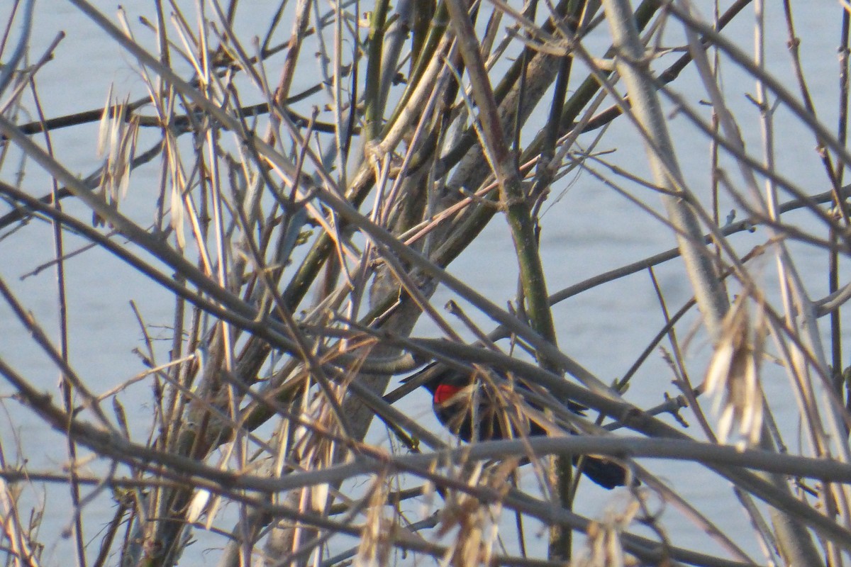 American Robin - ML561099571