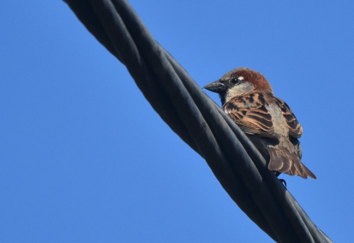 House Sparrow - ML561099731