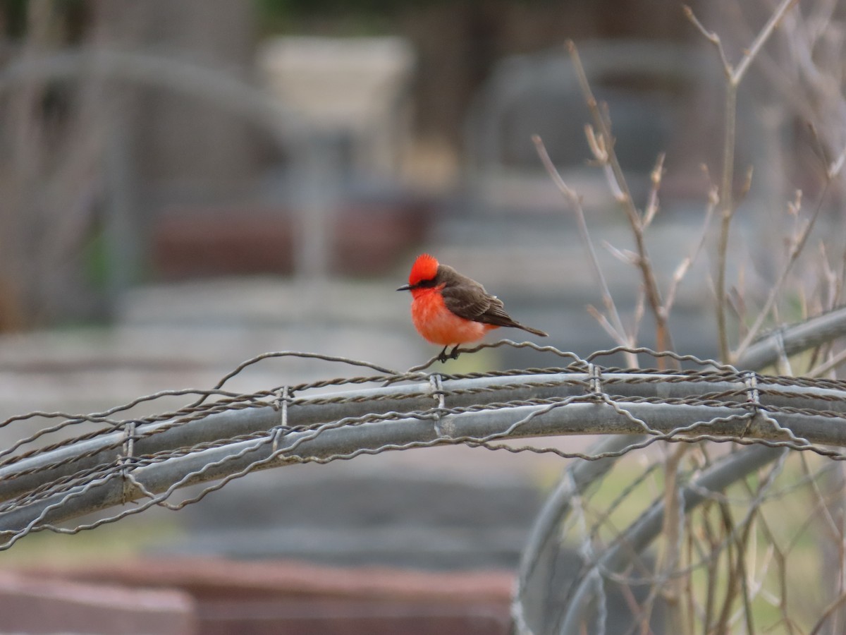 Vermilion Flycatcher - ML561100041