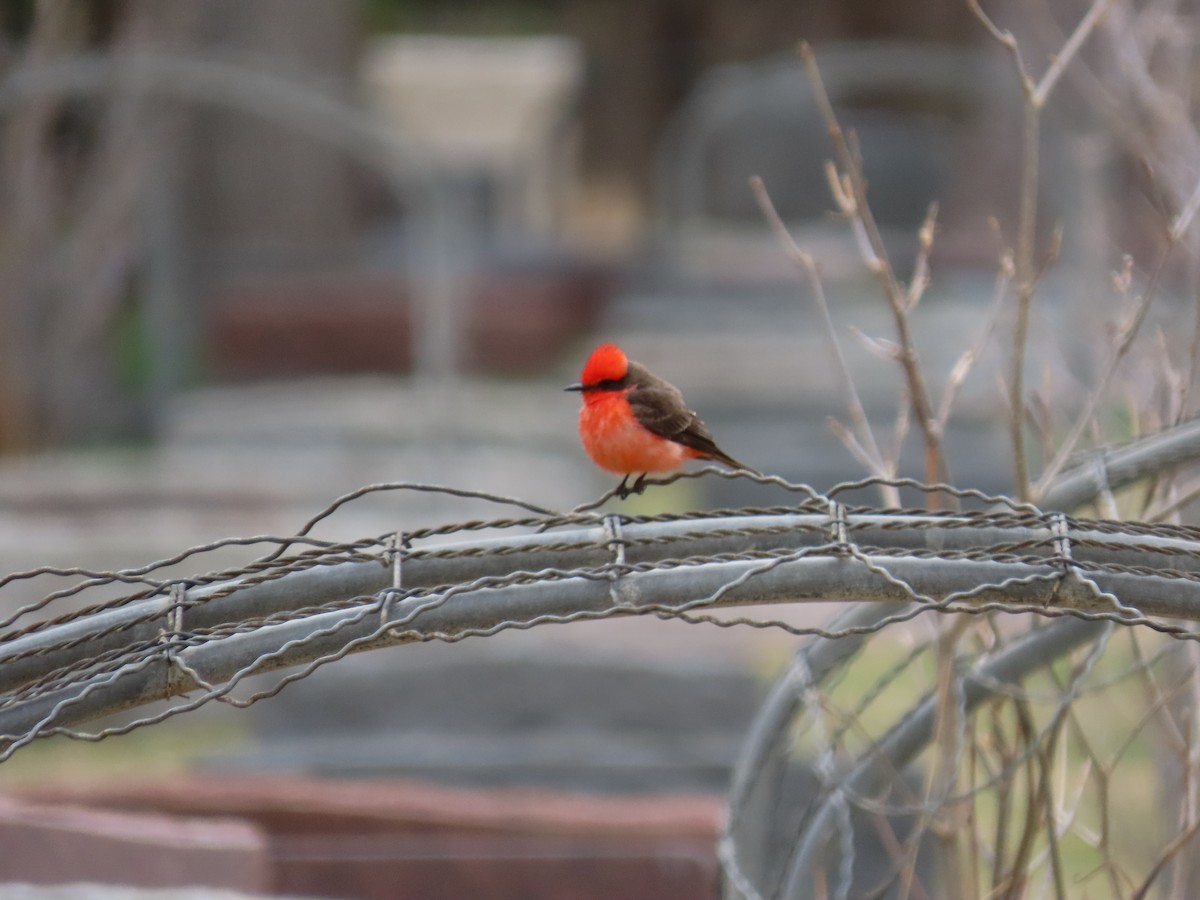 Vermilion Flycatcher - ML561100051