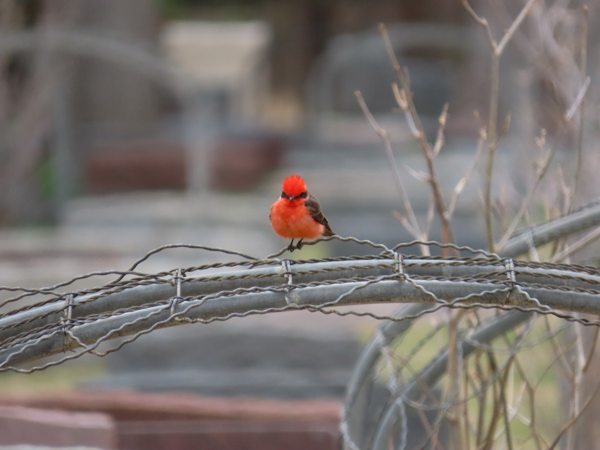 Vermilion Flycatcher - ML561100061