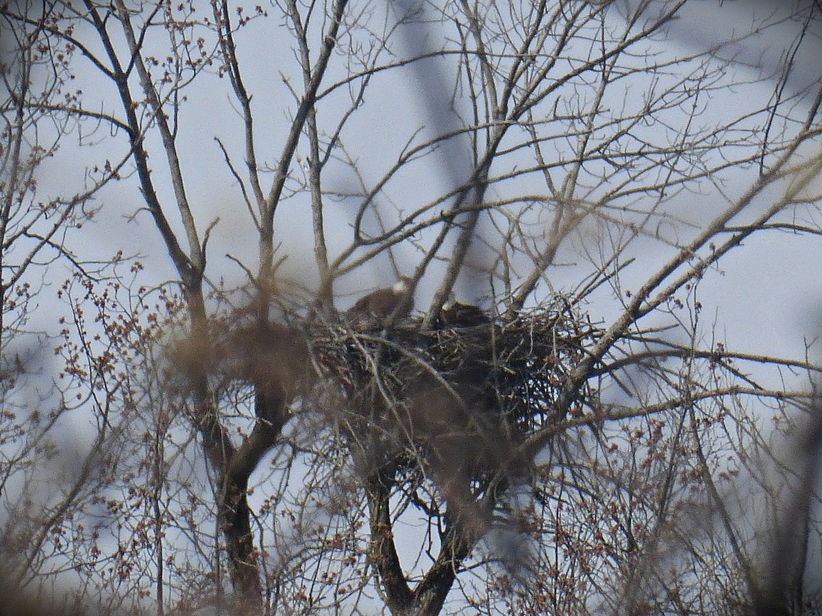 Bald Eagle - ML561100291