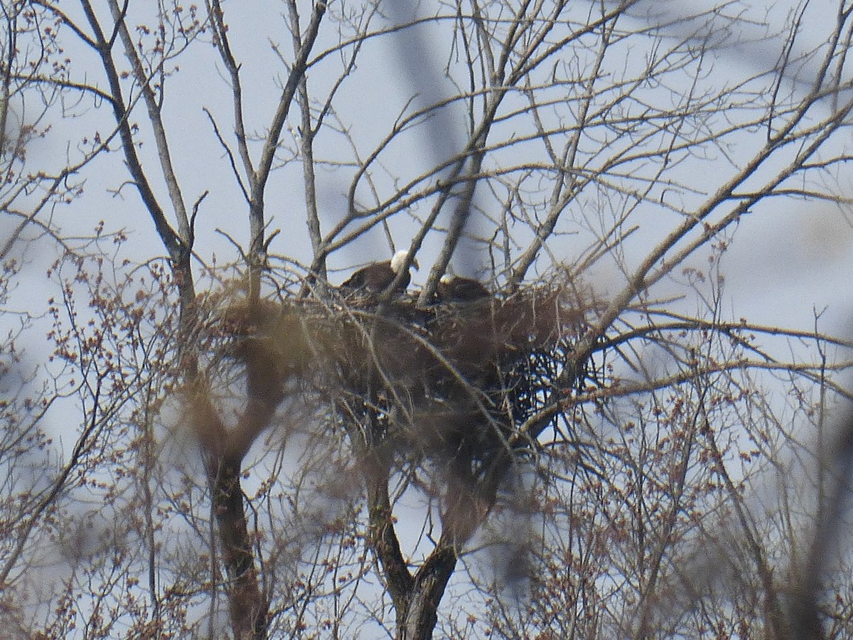Bald Eagle - ML561100301