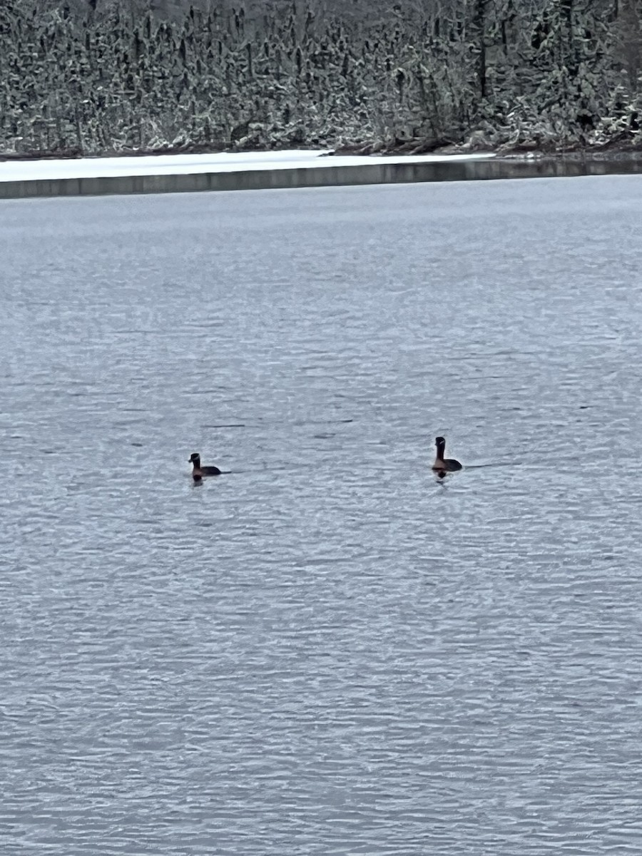 Red-necked Grebe - Sarah Besadny