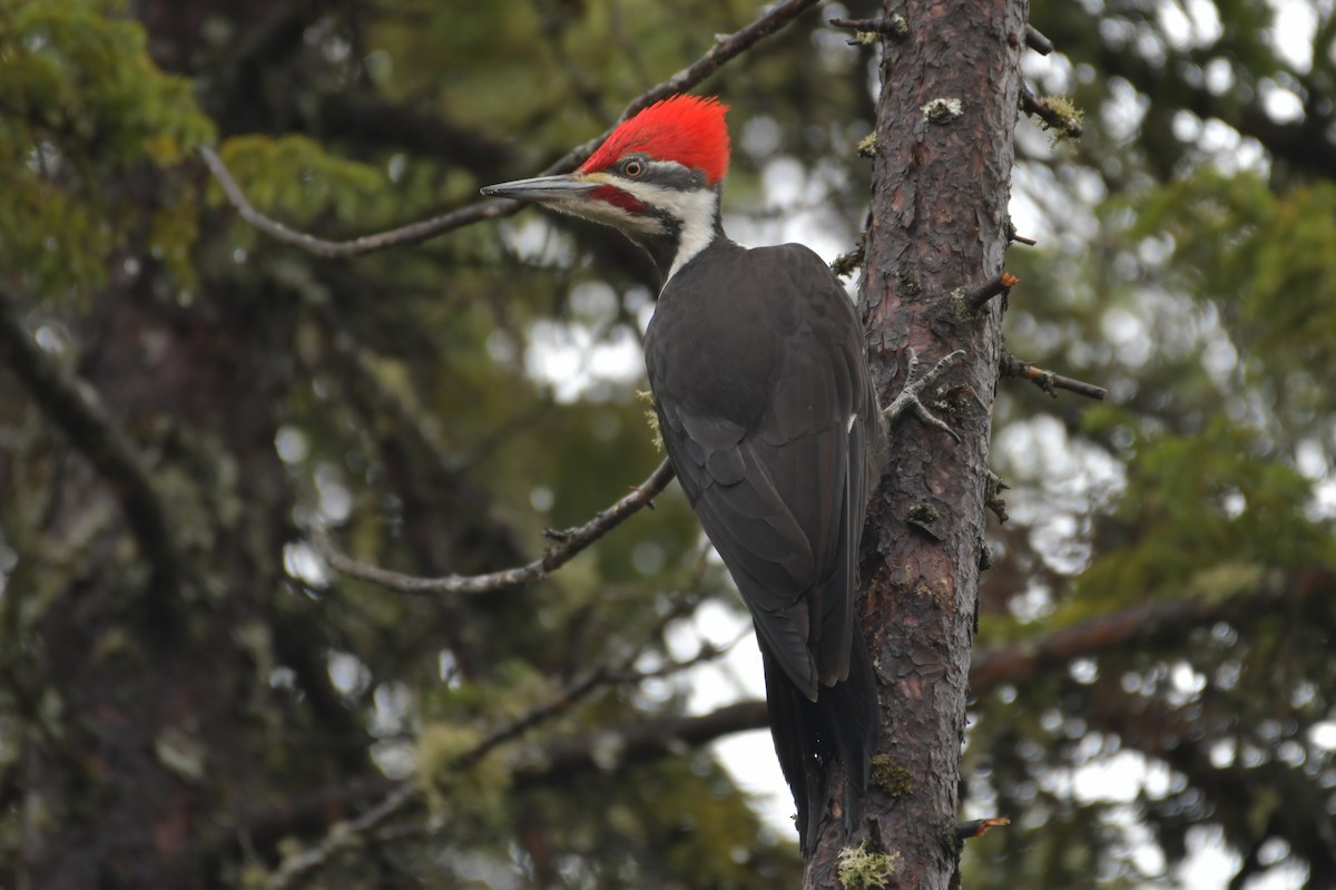 Pileated Woodpecker - ML561101511