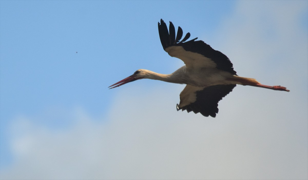 White Stork - Luís Santos