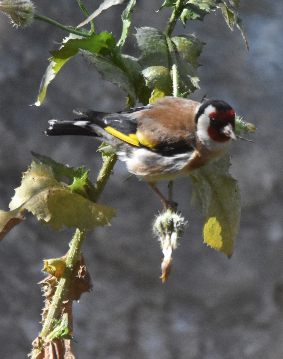 European Goldfinch - ML561101901