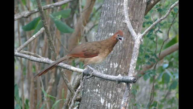 Rufous-headed Chachalaca - ML561102411
