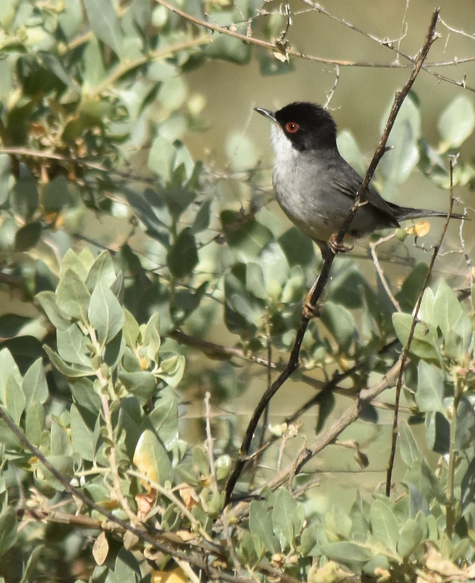 Curruca Cabecinegra - ML561103211