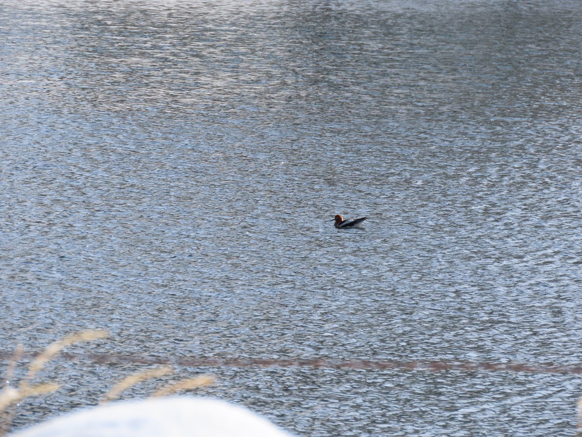 American Avocet - ML561103241