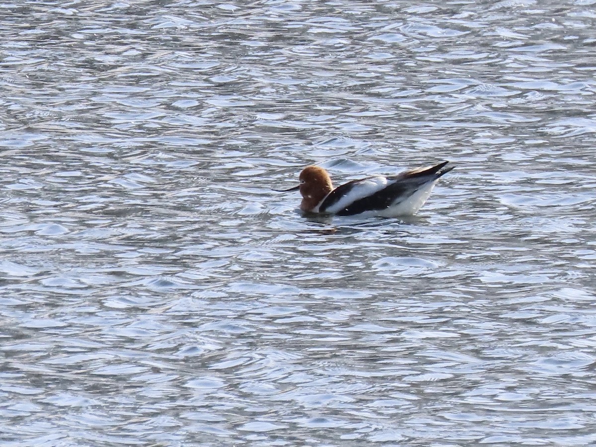 American Avocet - ML561103811