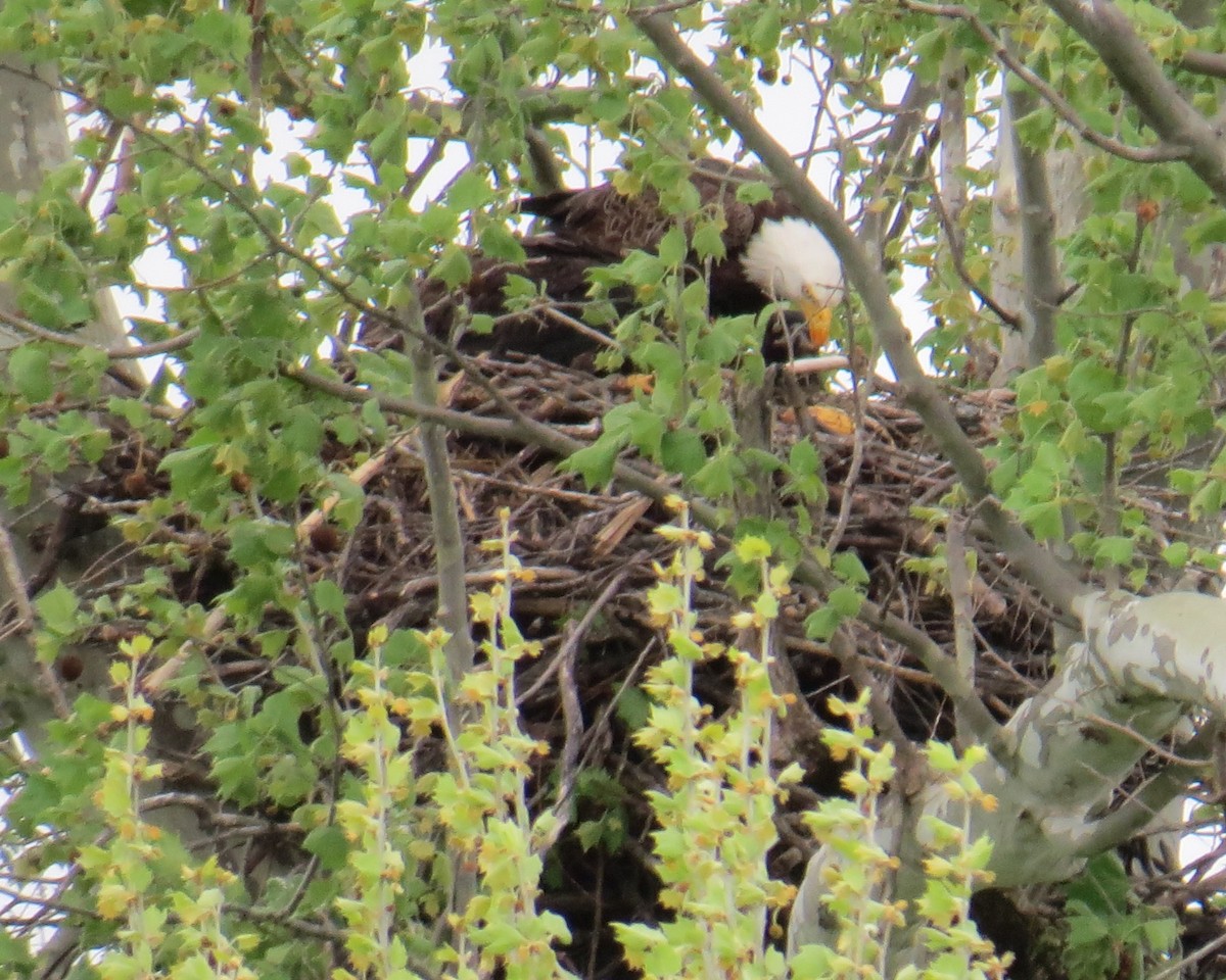 Bald Eagle - Tim Pinkston