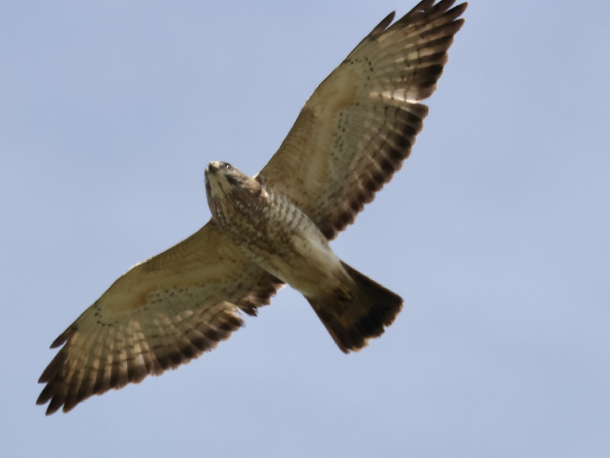 Broad-winged Hawk - ML561105511