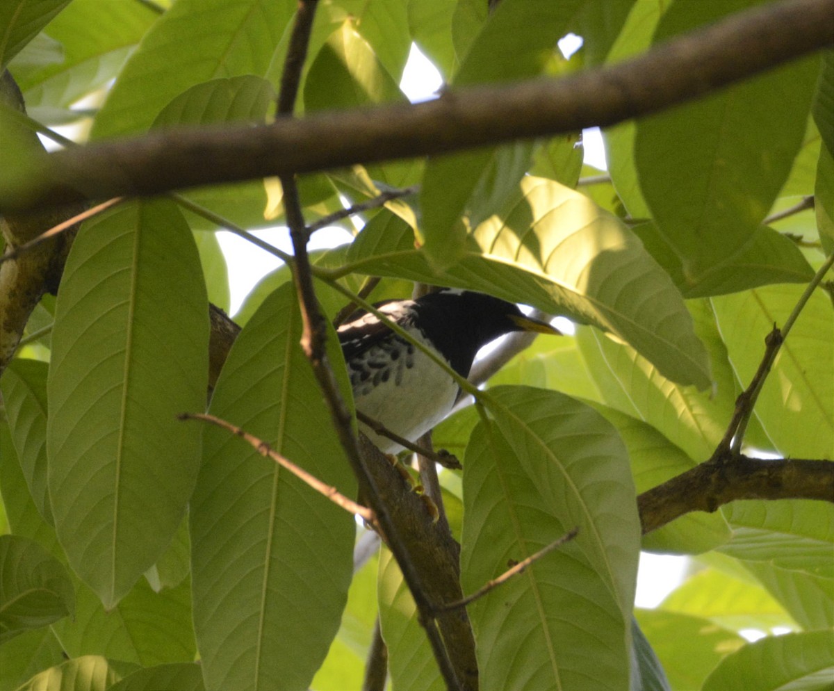 Pied Thrush - ML561106511