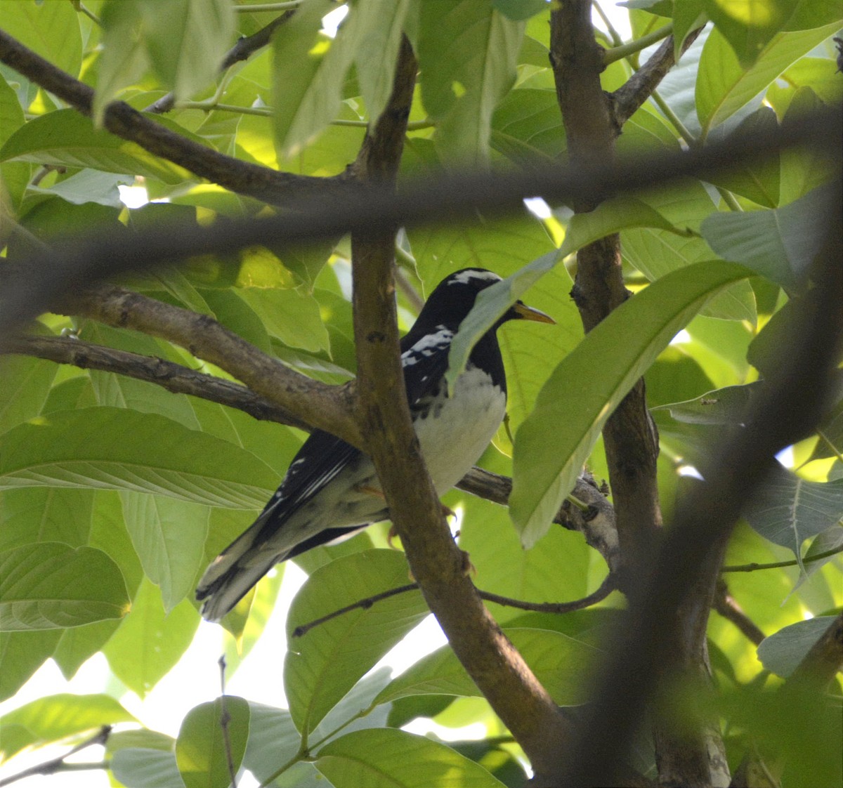 Pied Thrush - ML561106531