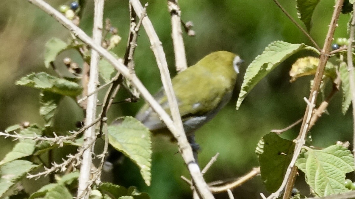 Taita White-eye - Jan Ekkers